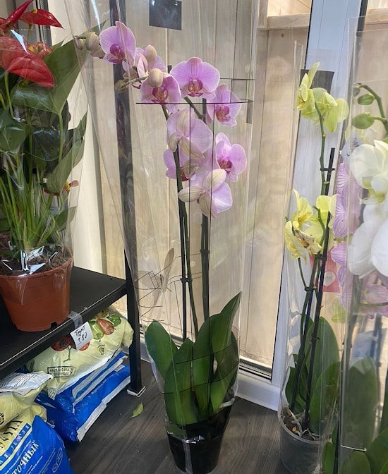 Орхидея на одну ветку - СЛИВКА 24 РУБ