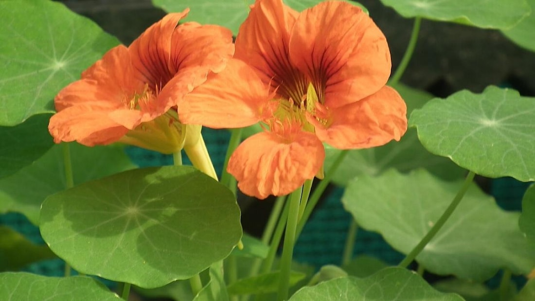 2 Настурции в Полоцке и Новополоцке