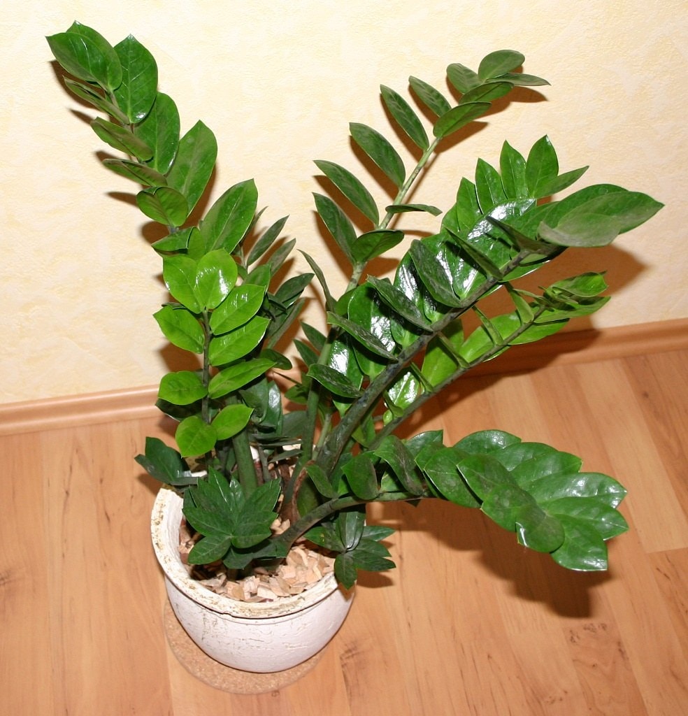 Замиокулькас: купить комнатные растения в Полоцке и Новополоцке  