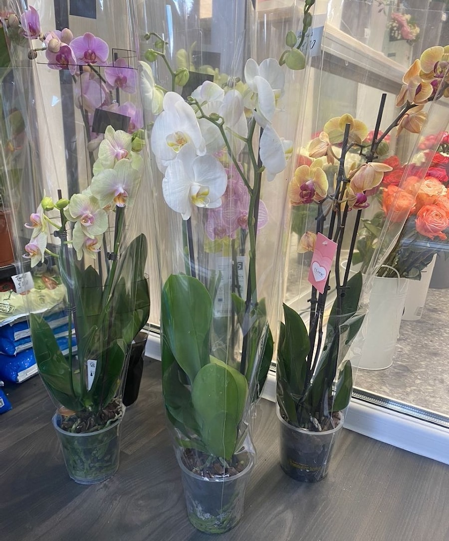 Букет "№3" "Цветы Елена"