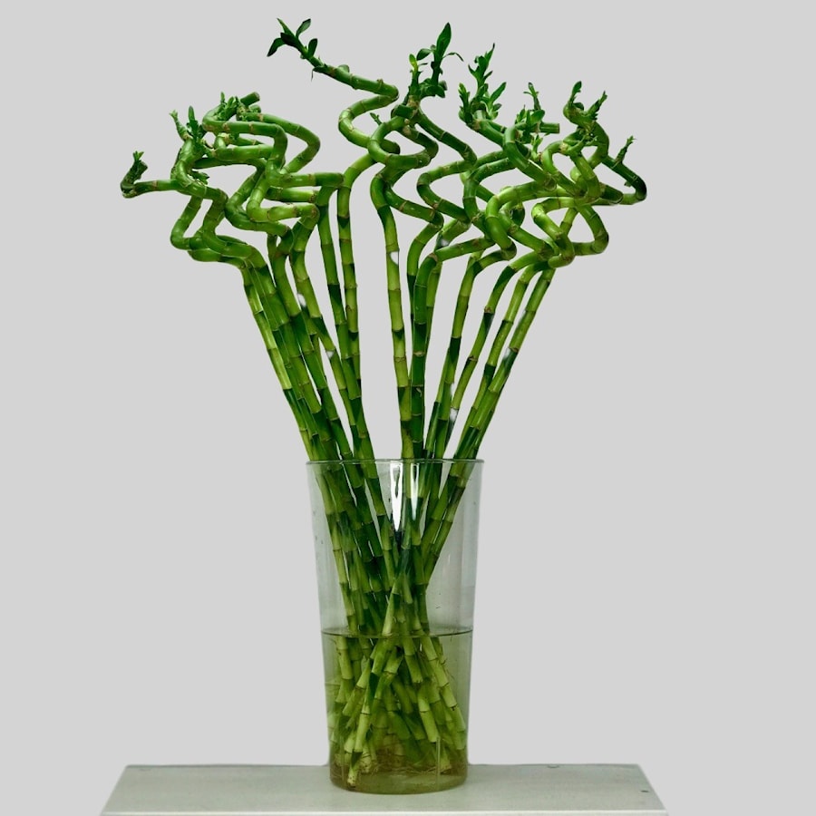 Бамбук комнатный