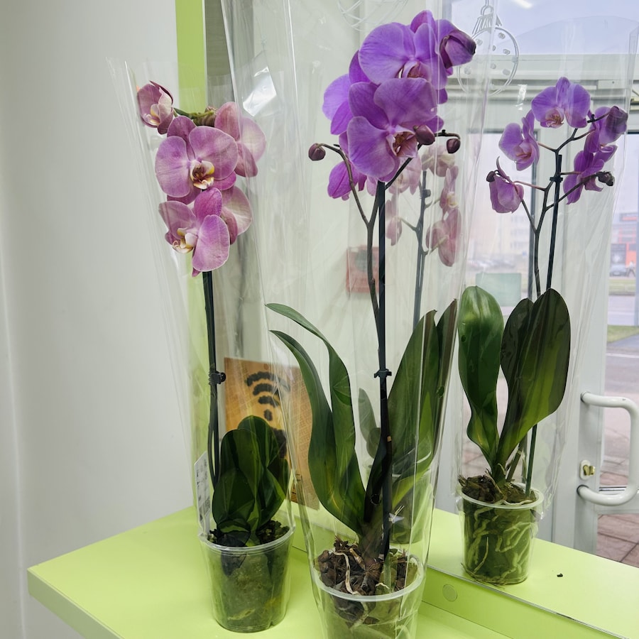 Орхидея фаленопсис