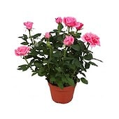 Кустовая мини роза в горшке