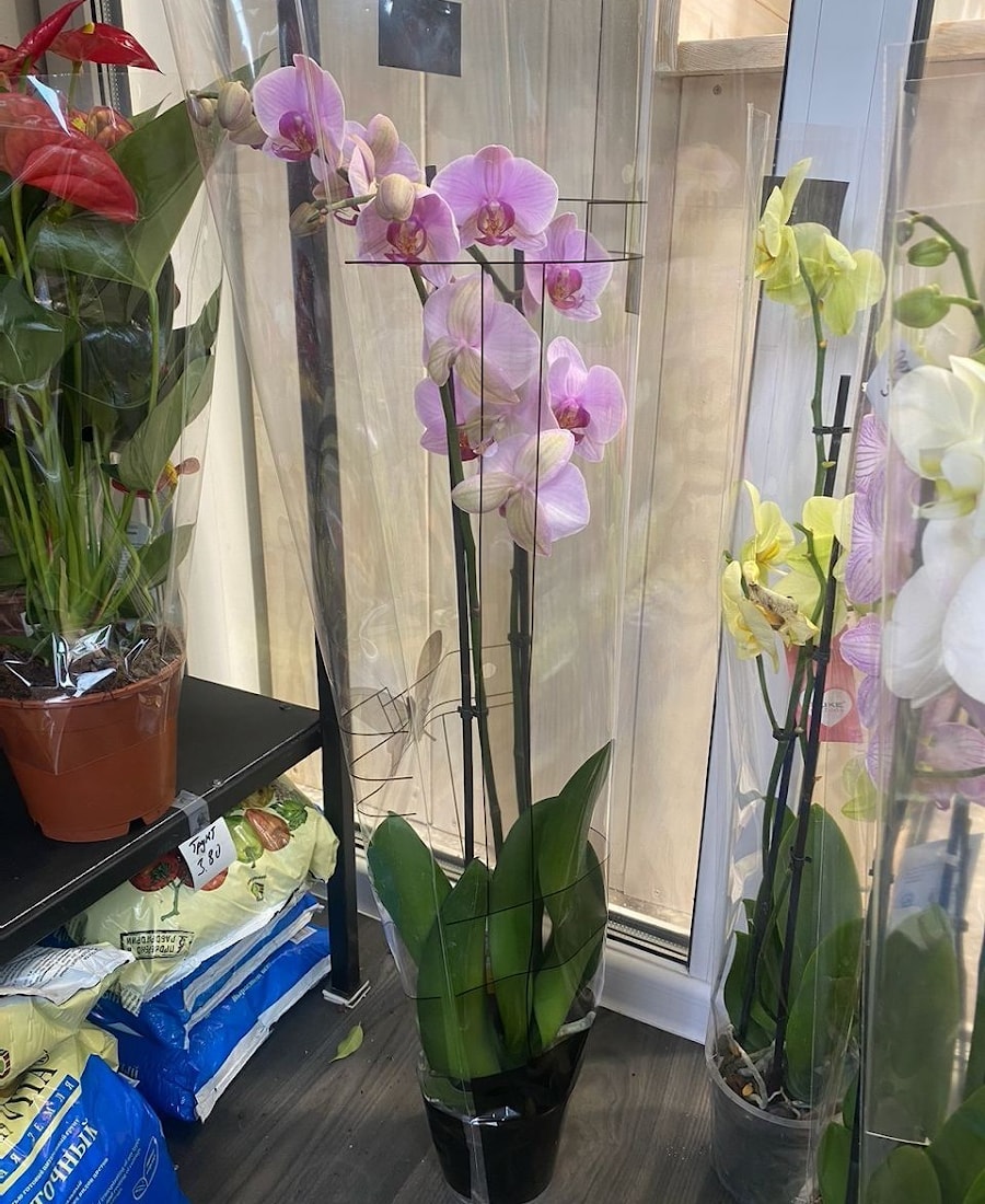 Орхидея на две ветки