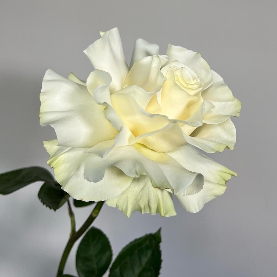 Французская Роза белая