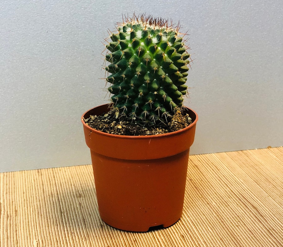 Кактус большой классический