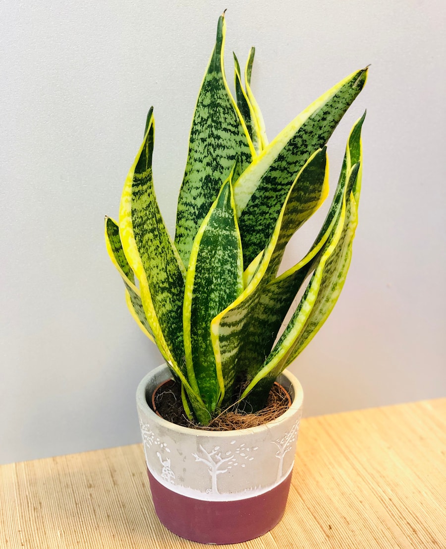 Сансевиерия - щучий хвост