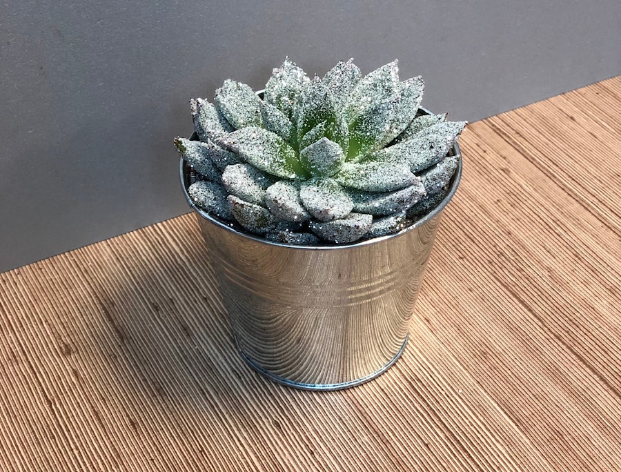 Эхеверия - суккулент "каменный цветок"