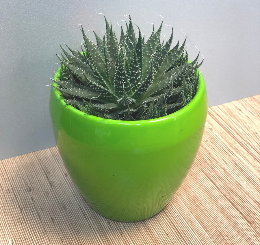 Хавортия - суккулент