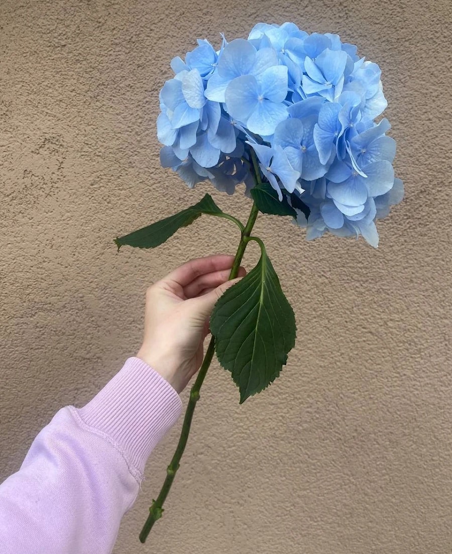 Гортензия Голубая