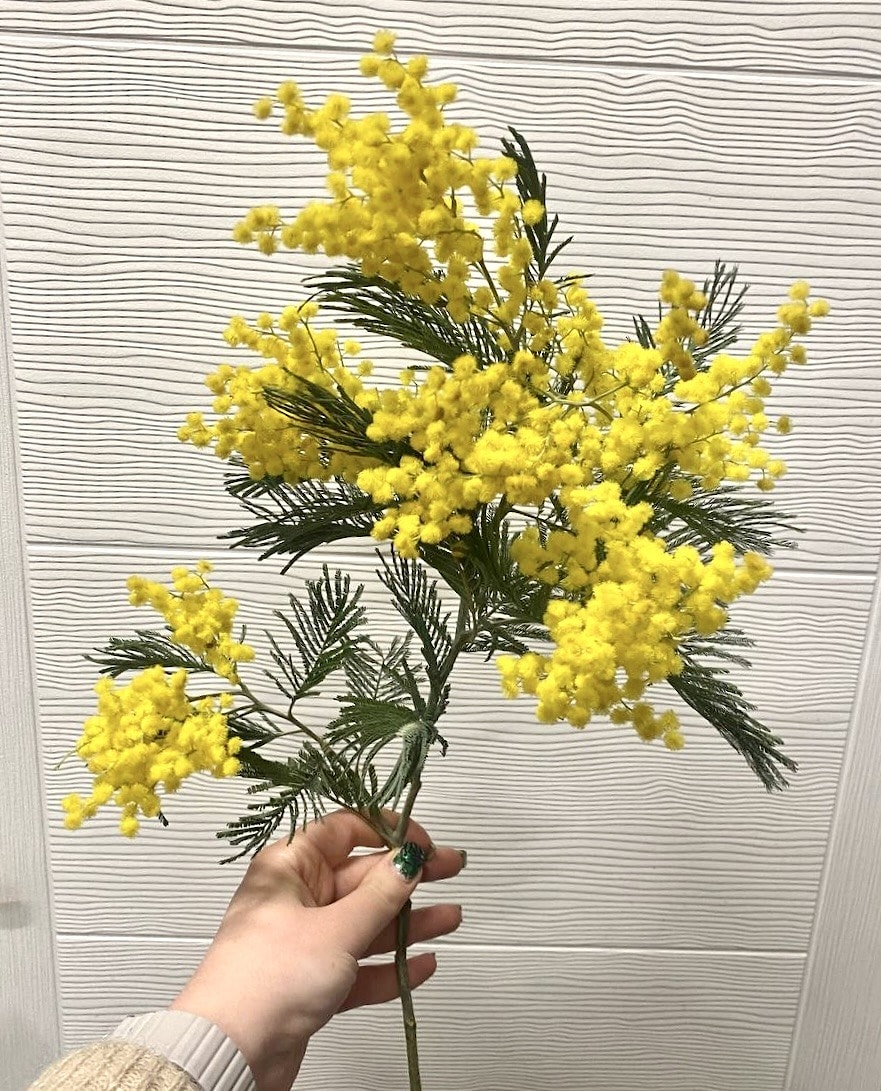 Мимоза