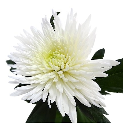 Хризантема одноголовая белая